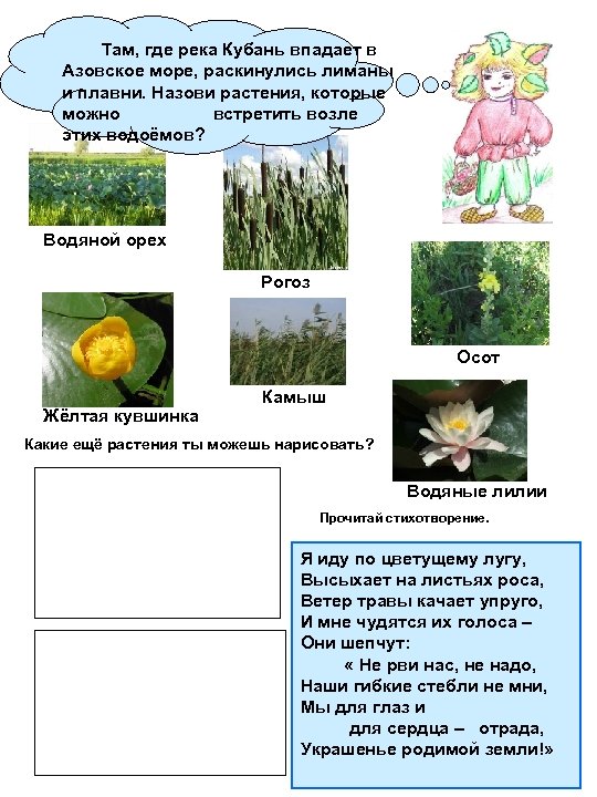 Растительность реки кубань схема