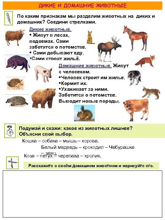 ДИКИЕ И ДОМАШНИЕ ЖИВОТНЫЕ По каким признакам мы разделим животных на диких и домашних?