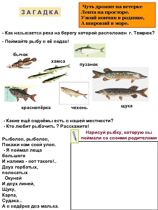 ЗАГАДКА Чуть дрожит на ветерке Лента на просторе. Узкий кончик в роднике, А широкий
