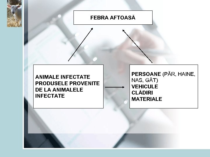 FEBRA AFTOASĂ ANIMALE INFECTATE PRODUSELE PROVENITE DE LA ANIMALELE INFECTATE PERSOANE (PĂR, HAINE, NAS,