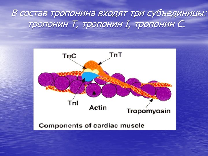В состав тропонина входят три субъединицы: тропонин Т, тропонин I, тропонин С. 
