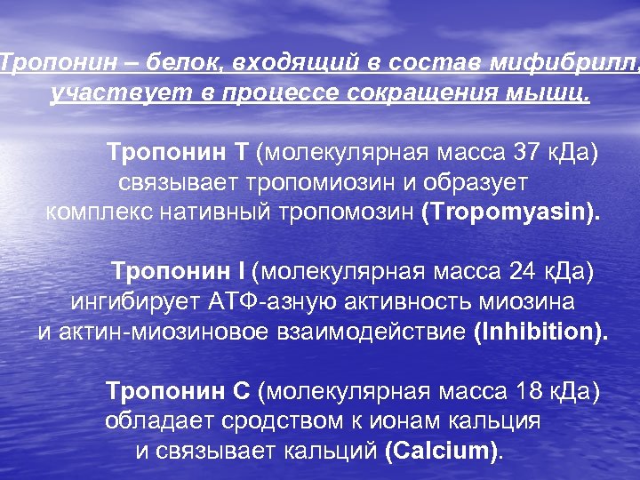 Тропонин – белок, входящий в состав мифибрилл, участвует в процессе сокращения мышц. Тропонин Т