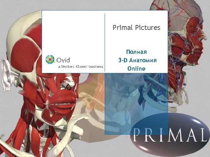 Primal Pictures Полная 3 -D Анатомия Online 