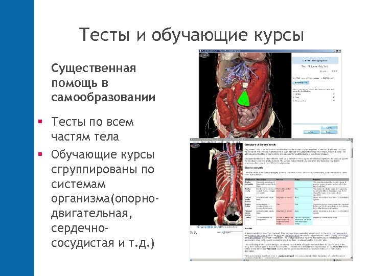 Тесты и обучающие курсы Существенная помощь в самообразовании Тесты по всем частям тела Обучающие