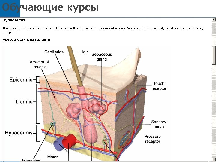 Обучающие курсы 