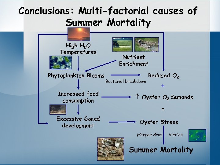 Conclusions: Multi-factorial causes of Summer Mortality High H 2 O Temperatures Phytoplankton Blooms Increased