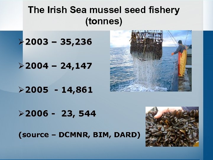 The Irish Sea mussel seed fishery (tonnes) Ø 2003 – 35, 236 Ø 2004