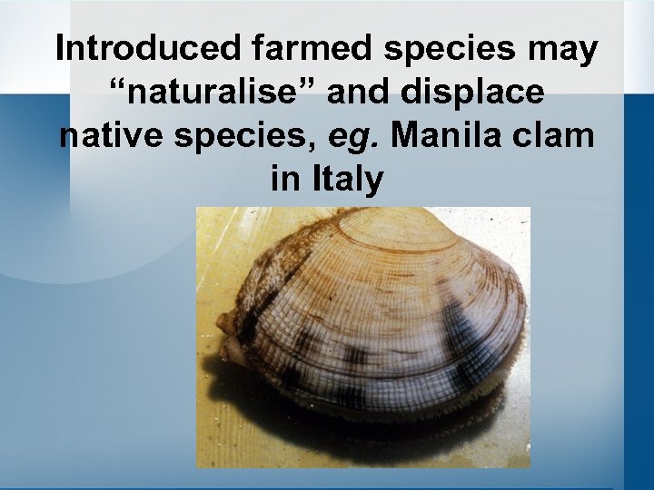 Introduced farmed species may “naturalise” and displace native species, eg. Manila clam in Italy