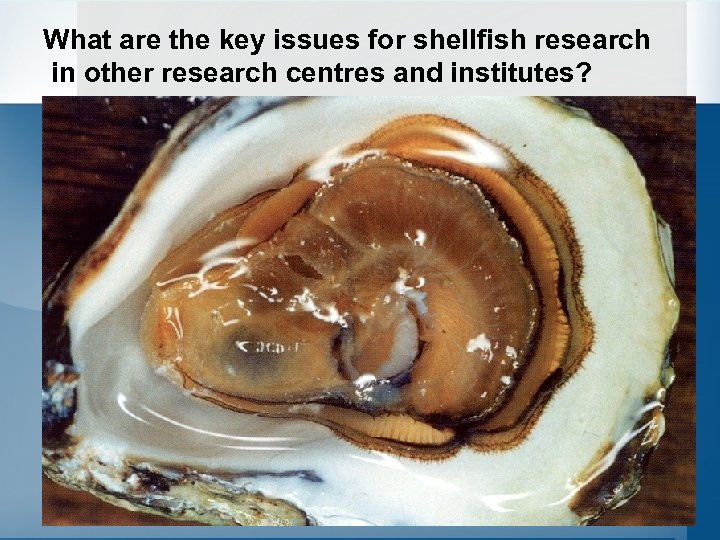 What are the key issues for shellfish research in other research centres and institutes?