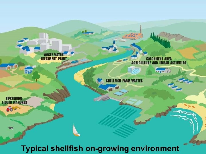 Typical shellfish on-growing environment 