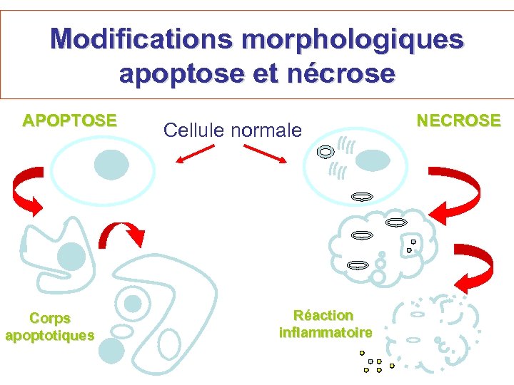 Modifications morphologiques apoptose et nécrose APOPTOSE Corps apoptotiques Cellule normale Réaction inflammatoire NECROSE 