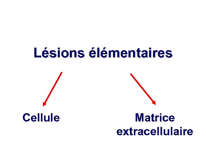 Lésions élémentaires Cellule Matrice extracellulaire 