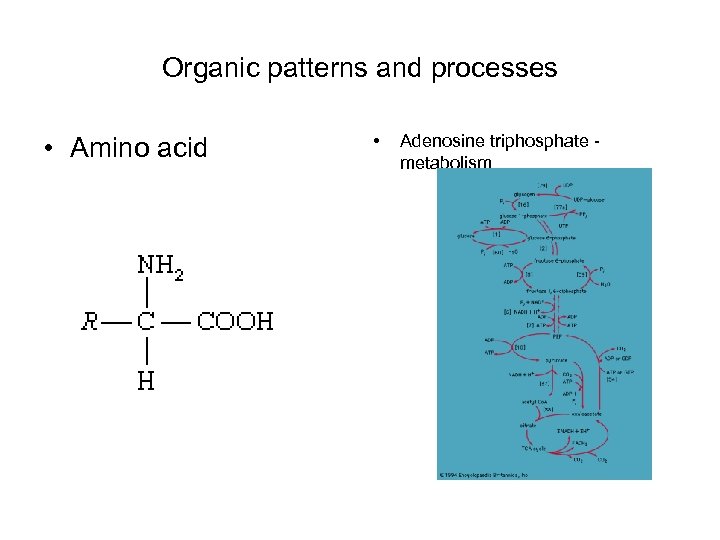 Organic patterns and processes • Amino acid • Adenosine triphosphate metabolism 