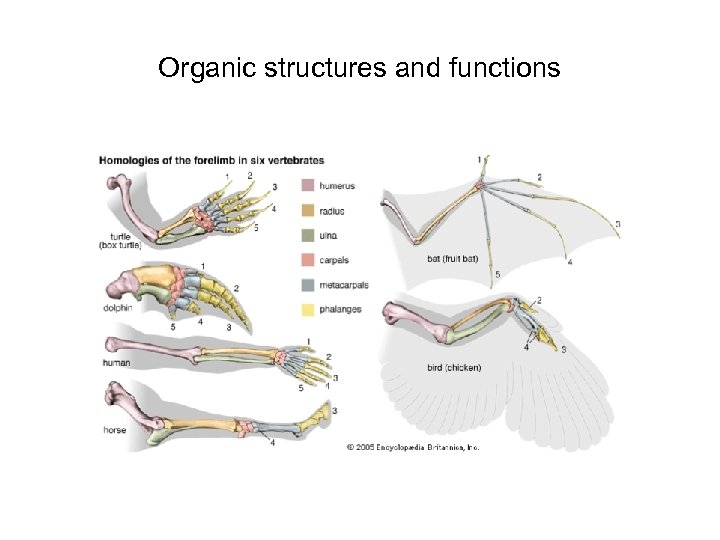 Organic structures and functions 