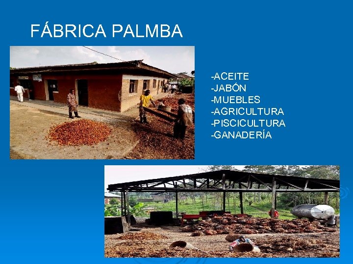 FÁBRICA PALMBA -ACEITE -JABÓN -MUEBLES -AGRICULTURA -PISCICULTURA -GANADERÍA 