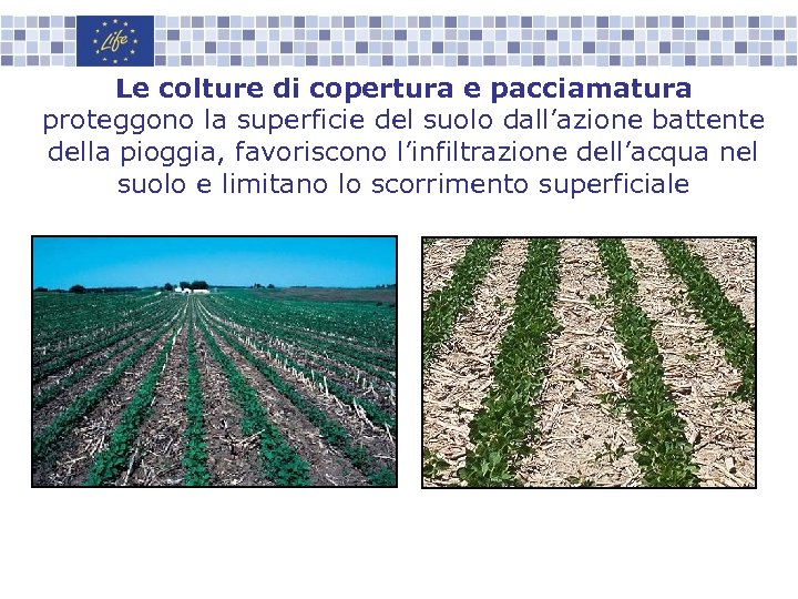 Le colture di copertura e pacciamatura proteggono la superficie del suolo dall’azione battente della