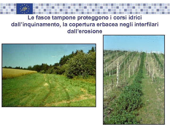 Le fasce tampone proteggono i corsi idrici dall’inquinamento, la copertura erbacea negli interfilari dall’erosione