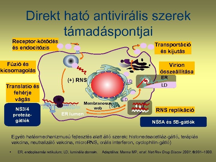 Direkt ható antivirális szerek támadáspontjai Receptor-kötődés és endocitózis Transportáció és kijutás Fúzió és kicsomagolás
