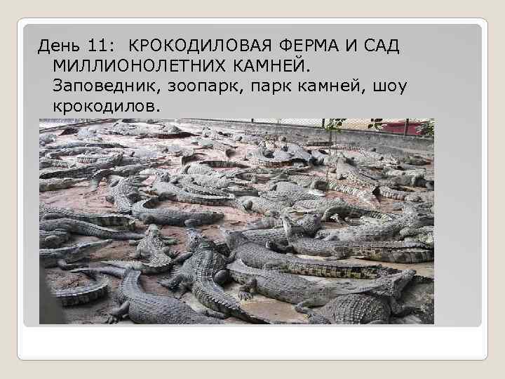 День 11: КРОКОДИЛОВАЯ ФЕРМА И САД МИЛЛИОНОЛЕТНИХ КАМНЕЙ. Заповедник, зоопарк, парк камней, шоу крокодилов.