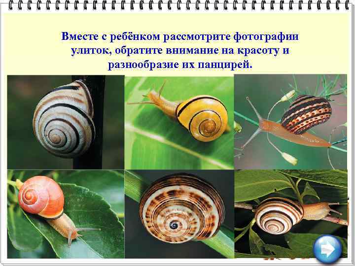 Вместе с ребёнком рассмотрите фотографии улиток, обратите внимание на красоту и разнообразие их панцирей.