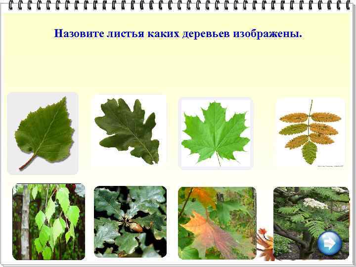 Назовите листья каких деревьев изображены. 