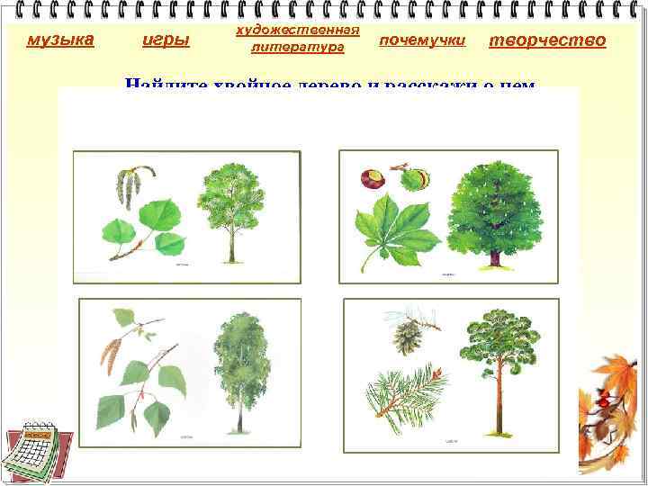 музыка игры художественная литература почемучки творчество Найдите хвойное дерево и расскажи о нем. 