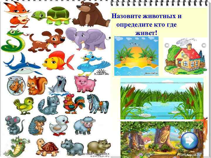 Назовите животных и определите кто где живет! 