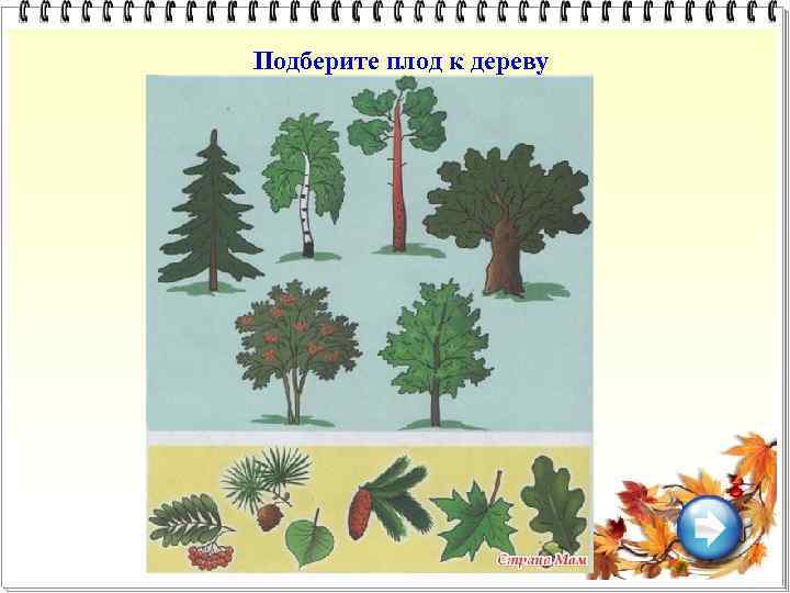 Подберите плод к дереву 