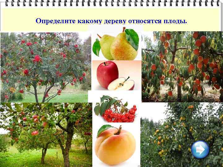 Определите какому дереву относятся плоды. 