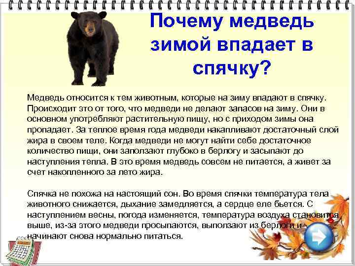 Почему медведь зимой впадает в спячку? Медведь относится к тем животным, которые на зиму