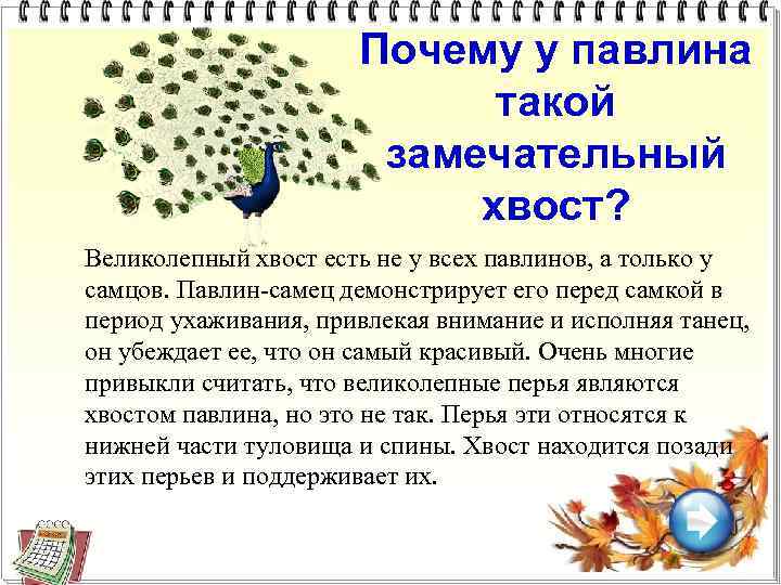 Почему у павлина такой замечательный хвост? Великолепный хвост есть не у всех павлинов, а