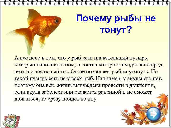 Почему рыбы не тонут? А всё дело в том, что у рыб есть плавательный