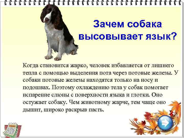 Зачем собака высовывает язык? Когда становится жарко, человек избавляется от лишнего тепла с помощью