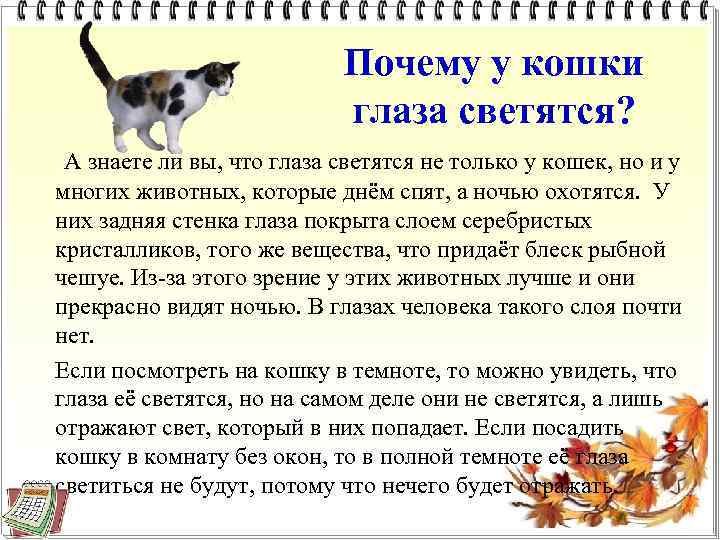 Почему у кошки глаза светятся? А знаете ли вы, что глаза светятся не только