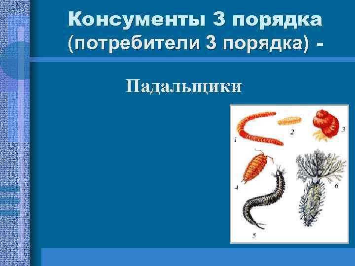 Консументы 3 порядка (потребители 3 порядка) Падальщики 