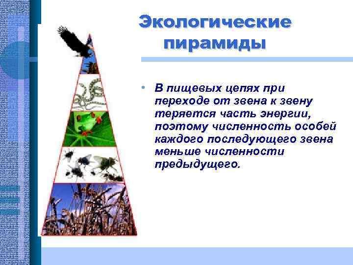 Экологические пирамиды • В пищевых цепях при переходе от звена к звену теряется часть