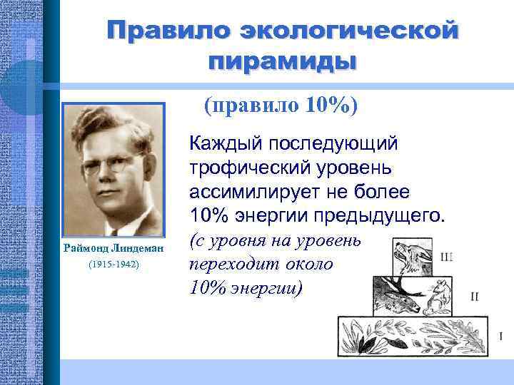 Правило экологической пирамиды (правило 10%) Раймонд Линдеман (1915 -1942) Каждый последующий трофический уровень ассимилирует