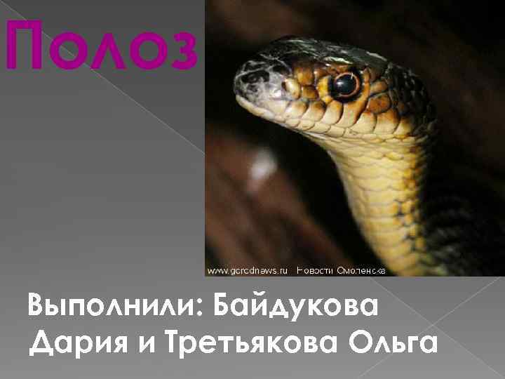 Полоз Выполнили: Байдукова Дария и Третьякова Ольга 