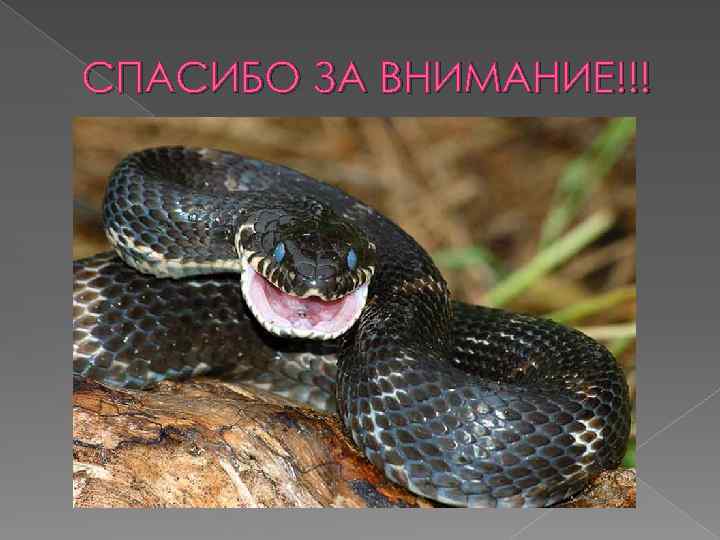 СПАСИБО ЗА ВНИМАНИЕ!!! 