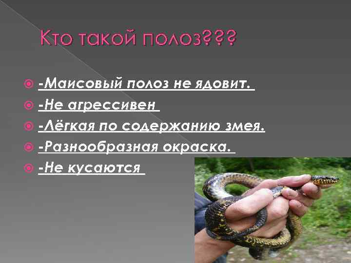 Кто такой полоз? ? ? -Маисовый полоз не ядовит. -Не агрессивен -Лёгкая по содержанию