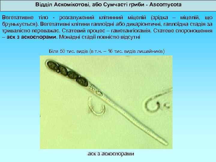 Відділ Аскомікотові, або Сумчасті гриби - Ascomycota Вегетативне тіло - розгалужений клітинний міцелій (зрідка