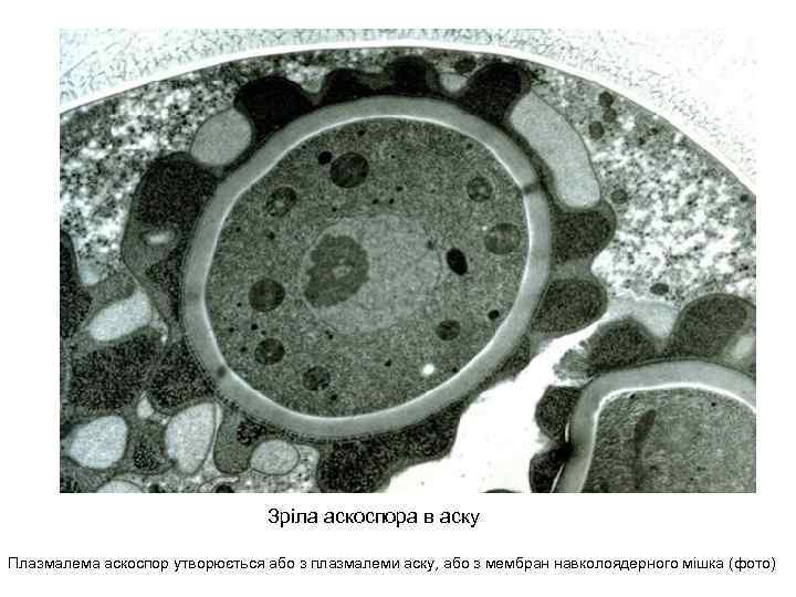 Зріла аскоспора в аску Плазмалема аскоспор утворюється або з плазмалеми аску, або з мембран