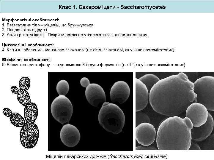 Клас 1. Сахароміцети - Saccharomycetes Морфологічні особливості: 1. Вегетативне тіло – міцелій, що брунькується
