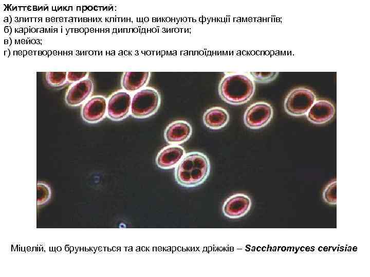 Життєвий цикл простий: а) злиття вегетативних клітин, що виконують функції гаметангіїв; б) каріогамія і