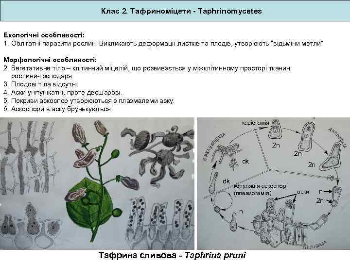 Клас 2. Тафриноміцети - Taphrinomycetes Екологічні особливості: 1. Облігатні паразити рослин. Викликають деформації листків
