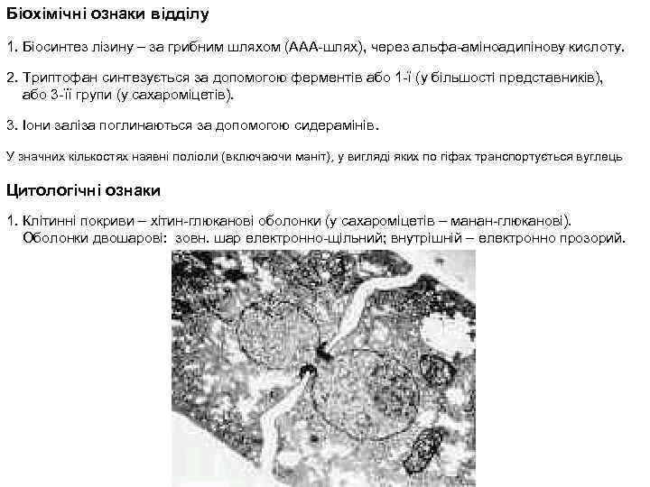 Біохімічні ознаки відділу 1. Біосинтез лізину – за грибним шляхом (ААА-шлях), через альфа-аміноадипінову кислоту.