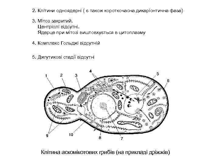2. Клітини одноядерні ( є також короткочасна дикаріонтична фаза) 3. Мітоз закритий. Центріолі відсутні.