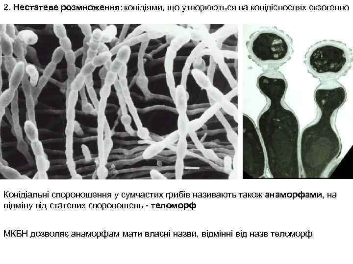 2. Нестатеве розмноження: конідіями, що утворюються на конідієносцях екзогенно Конідіальні спороношення у сумчастих грибів
