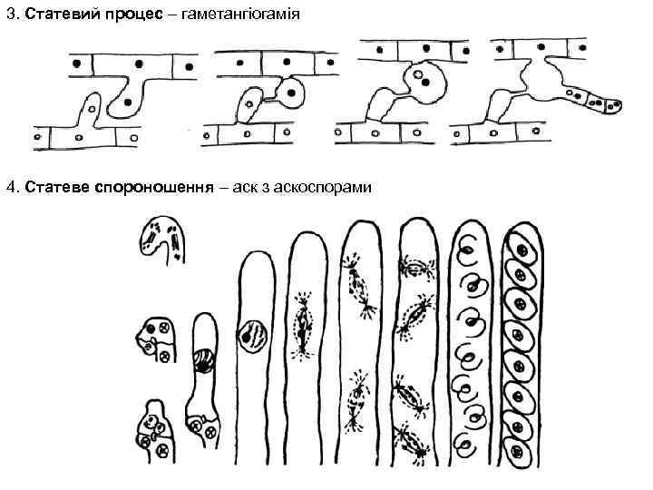 3. Статевий процес – гаметангіогамія 4. Статеве спороношення – аск з аскоспорами 