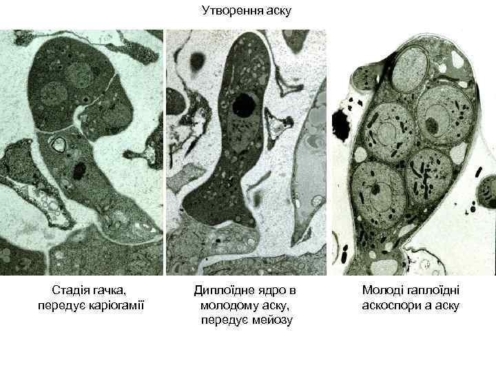 Утворення аску Стадія гачка, передує каріогамії Диплоїдне ядро в молодому аску, передує мейозу Молоді